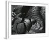 Lava, Hawaii, 1982-Brett Weston-Framed Photographic Print