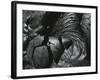 Lava, Hawaii, 1982-Brett Weston-Framed Photographic Print