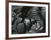 Lava, Hawaii, 1982-Brett Weston-Framed Photographic Print