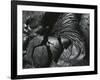 Lava, Hawaii, 1982-Brett Weston-Framed Photographic Print