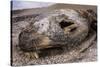 Lava lizard juvenile peering out of eye of dead sea lion. Paracas National Reserve, Peru.-Emanuele Biggi-Stretched Canvas