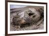 Lava lizard juvenile peering out of eye of dead sea lion. Paracas National Reserve, Peru.-Emanuele Biggi-Framed Photographic Print