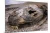 Lava lizard juvenile peering out of eye of dead sea lion. Paracas National Reserve, Peru.-Emanuele Biggi-Mounted Photographic Print