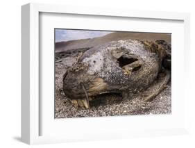 Lava lizard juvenile peering out of eye of dead sea lion. Paracas National Reserve, Peru.-Emanuele Biggi-Framed Photographic Print