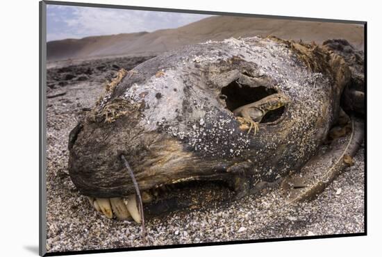 Lava lizard juvenile peering out of eye of dead sea lion. Paracas National Reserve, Peru.-Emanuele Biggi-Mounted Photographic Print