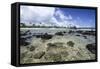 Lava Rocks of Poipu Beach Kauai Hawaii-George Oze-Framed Stretched Canvas