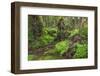 Lava tree molds, Lava Tree State Monument, Big Island, Hawaii, USA-Russ Bishop-Framed Photographic Print