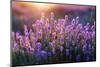 Lavander Blooms-Callipso88-Mounted Photographic Print