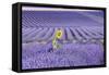 Lavandin Lavender with Single Sunflower-null-Framed Stretched Canvas