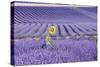 Lavandin Lavender with Single Sunflower-null-Stretched Canvas