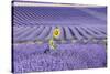 Lavandin Lavender with Single Sunflower-null-Stretched Canvas