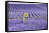 Lavandin Lavender with Single Sunflower-null-Framed Stretched Canvas