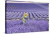 Lavandin Lavender with Single Sunflower-null-Stretched Canvas