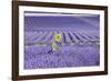 Lavandin Lavender with Single Sunflower-null-Framed Photographic Print