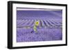 Lavandin Lavender with Single Sunflower-null-Framed Photographic Print