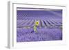 Lavandin Lavender with Single Sunflower-null-Framed Photographic Print