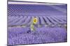 Lavandin Lavender with Single Sunflower-null-Mounted Photographic Print