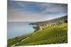 Lavaux Terraced Vineyards on Lake Geneva, Montreux, Canton Vaud, Switzerland, Europe-Angelo Cavalli-Mounted Photographic Print