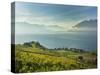 Lavaux Terraced Vineyards on Lake Geneva, Montreux, Canton Vaud, Switzerland, Europe-Angelo Cavalli-Stretched Canvas