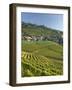 Lavaux Terraced Vineyards on Lake Geneva, Montreux, Canton Vaud, Switzerland, Europe-Angelo Cavalli-Framed Photographic Print