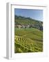 Lavaux Terraced Vineyards on Lake Geneva, Montreux, Canton Vaud, Switzerland, Europe-Angelo Cavalli-Framed Photographic Print