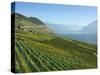 Lavaux Terraced Vineyards on Lake Geneva, Montreux, Canton Vaud, Switzerland, Europe-Angelo Cavalli-Stretched Canvas