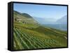 Lavaux Terraced Vineyards on Lake Geneva, Montreux, Canton Vaud, Switzerland, Europe-Angelo Cavalli-Framed Stretched Canvas