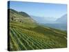 Lavaux Terraced Vineyards on Lake Geneva, Montreux, Canton Vaud, Switzerland, Europe-Angelo Cavalli-Stretched Canvas