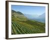 Lavaux Terraced Vineyards on Lake Geneva, Montreux, Canton Vaud, Switzerland, Europe-Angelo Cavalli-Framed Photographic Print