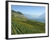 Lavaux Terraced Vineyards on Lake Geneva, Montreux, Canton Vaud, Switzerland, Europe-Angelo Cavalli-Framed Photographic Print