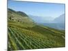 Lavaux Terraced Vineyards on Lake Geneva, Montreux, Canton Vaud, Switzerland, Europe-Angelo Cavalli-Mounted Photographic Print