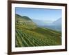 Lavaux Terraced Vineyards on Lake Geneva, Montreux, Canton Vaud, Switzerland, Europe-Angelo Cavalli-Framed Photographic Print