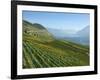 Lavaux Terraced Vineyards on Lake Geneva, Montreux, Canton Vaud, Switzerland, Europe-Angelo Cavalli-Framed Photographic Print