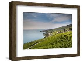 Lavaux Terraced Vineyards on Lake Geneva, Montreux, Canton Vaud, Switzerland, Europe-Angelo Cavalli-Framed Photographic Print