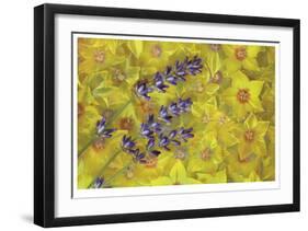 Lavendar and Yellow Loosestrife Blossoms-Donald Paulson-Framed Giclee Print
