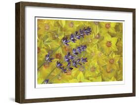 Lavendar and Yellow Loosestrife Blossoms-Donald Paulson-Framed Giclee Print