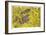 Lavendar and Yellow Loosestrife Blossoms-Donald Paulson-Framed Giclee Print