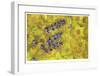 Lavendar and Yellow Loosestrife Blossoms-Donald Paulson-Framed Giclee Print