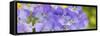 Lavendar and Yellow Pansies, Seattle, Washington, USA-Terry Eggers-Framed Stretched Canvas