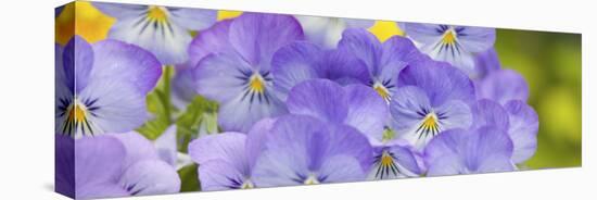 Lavendar and Yellow Pansies, Seattle, Washington, USA-Terry Eggers-Stretched Canvas