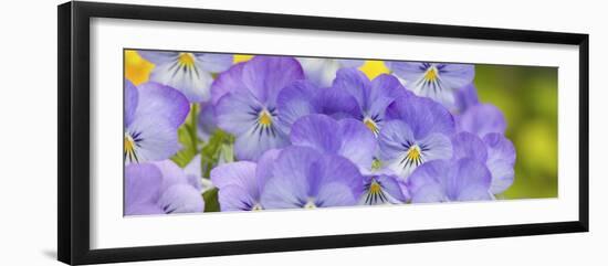 Lavendar and Yellow Pansies, Seattle, Washington, USA-Terry Eggers-Framed Photographic Print