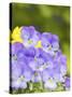 Lavendar and Yellow Pansies, Seattle, Washington, USA-Terry Eggers-Stretched Canvas