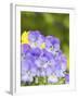 Lavendar and Yellow Pansies, Seattle, Washington, USA-Terry Eggers-Framed Photographic Print