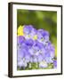 Lavendar and Yellow Pansies, Seattle, Washington, USA-Terry Eggers-Framed Photographic Print