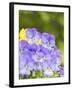 Lavendar and Yellow Pansies, Seattle, Washington, USA-Terry Eggers-Framed Photographic Print