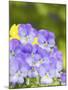 Lavendar and Yellow Pansies, Seattle, Washington, USA-Terry Eggers-Mounted Photographic Print