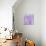Lavendar Fusion-Jacob Berghoef-Photographic Print displayed on a wall