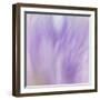 Lavendar Fusion-Jacob Berghoef-Framed Photographic Print