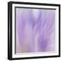 Lavendar Fusion-Jacob Berghoef-Framed Photographic Print