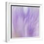 Lavendar Fusion-Jacob Berghoef-Framed Photographic Print